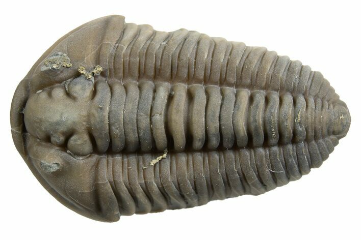 Long Prone Flexicalymene Trilobite - Mt Orab, Ohio #329758